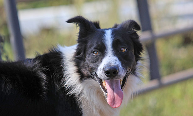 dogs for hot weather