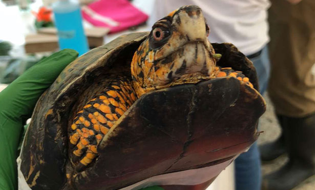 box turtle