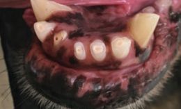 teeth