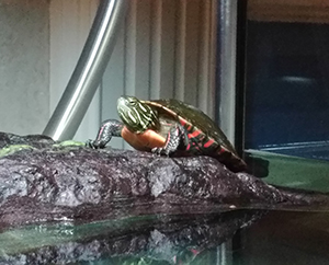 painted turtle