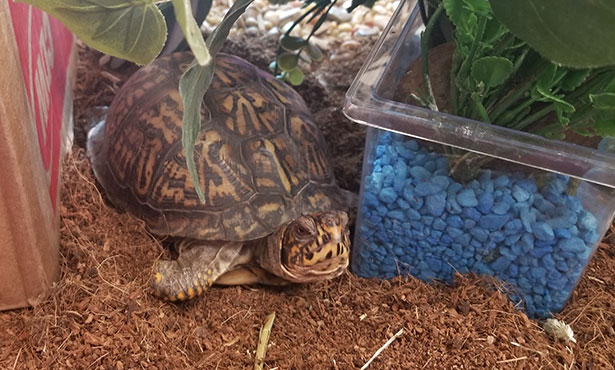 [Eastern Box Turtle}