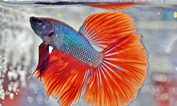 Your Betta Needs More Than A Bowl Veterinary Medicine At Illinois