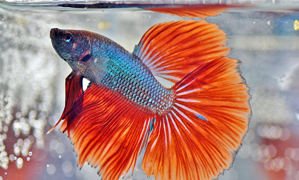 betta fish