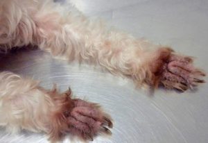 Malassezia Dermatitis In Dogs And Cats Veterinary Medicine At Illinois