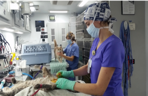 Shelter medicine mobile unit providing spay & neuter for stray cats.