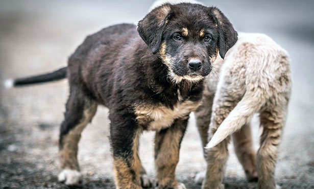 parvo in 1 year old dog