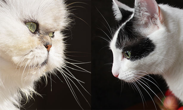 Download Feline Face Shape Study Veterinary Medicine At Illinois