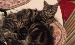 Twin cats, Lucy and Violet, lay together.