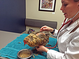 Dr. Krista Keller ausculting a patient using the "chicken restraint device"