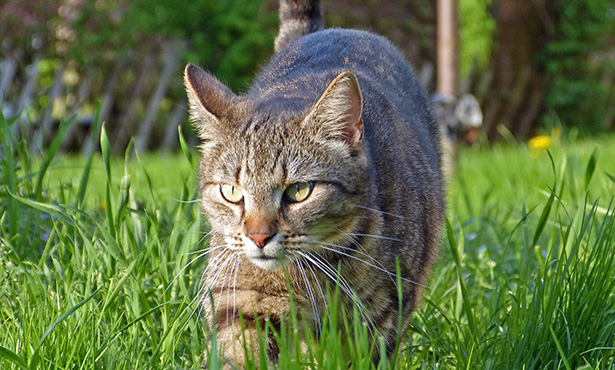 rabies in dogs and cats