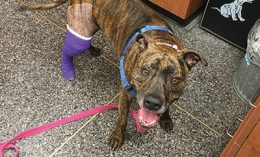 dog with hind leg in cast