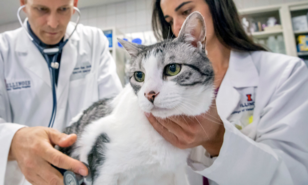 side effects of cyclosporine in cats