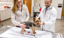 [Dr. Gene Pavlovsky, right, teaches how to do a physical exam of a dog]