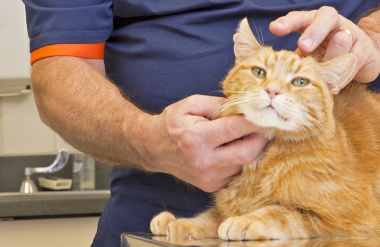 Emergency - Veterinary Medicine At Illinois