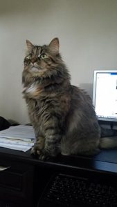 Fluffy cat named Bella