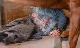 farrier applies shoe to horse's hoof