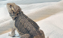 a bearded dragon named Frankie