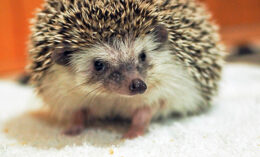 [pet hedgehog]