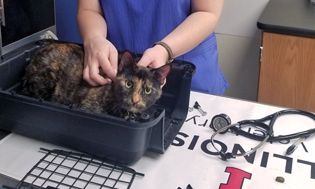 Mackenzie's cat, Florence, getting an exam