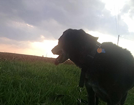 Dr. Meling's pet Cowboy passed away suddenly earlier this April. His favorite activity was exploring the prairie. 