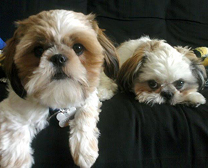 Professor Dávila's 9-year-old Shih Tzu dogs, Ion and Lupe!