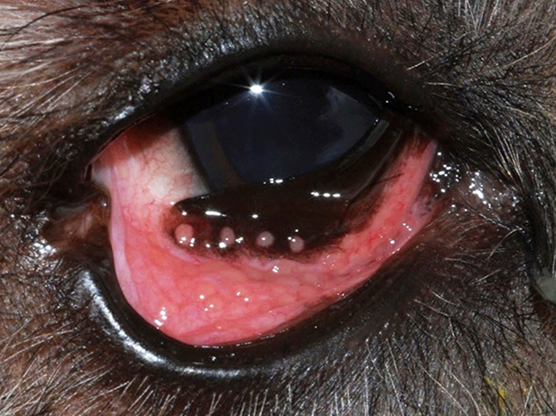 Eyes on Fire: Managing Conjunctivitis in Dogs - Veterinary Medicine at  Illinois