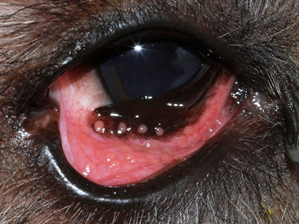 will conjunctivitis go away by itself in dogs