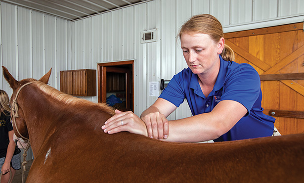 Dr. Catherine Foreman-Hesterberg completing a chiropractic care on horse