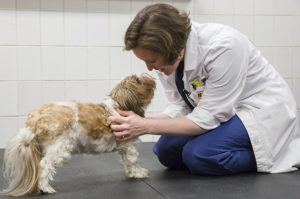 MUE, GME, NME, NLE, SRMA: An Alphabet Soup of Immune-Mediated CNS ...