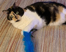 Lily Dohrer, Kirsten's cat, poses with a blue toy. 