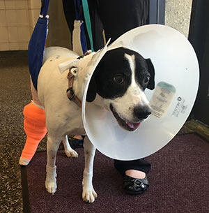 dog Angel wearing cone