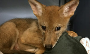 [critter cam - coyote pup]