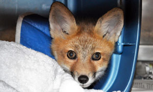 [critter cam - red fox kit]