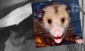 [critter cam - opossum]