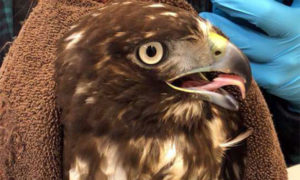 [Red-tailed Hawk on Critter Cam]