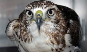 [critter cam - juvenile red-tailed hawk]