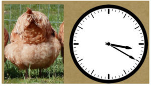 Chicken with Clock Face