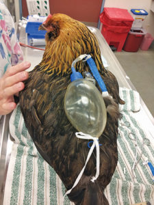Chicken with surgical drain