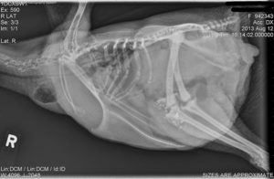 Radiograph of a chicken showing a hen suffering from an oviductal impaction.