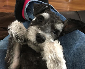 Kristin's one-year-old miniature schnauzer, Joey! 