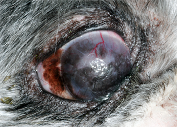 [impact of dry eye in a dog]