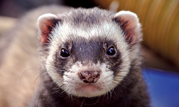 Healthy ferret store