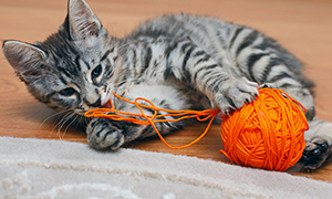 cat with yarn