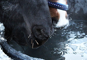 horses drinking water