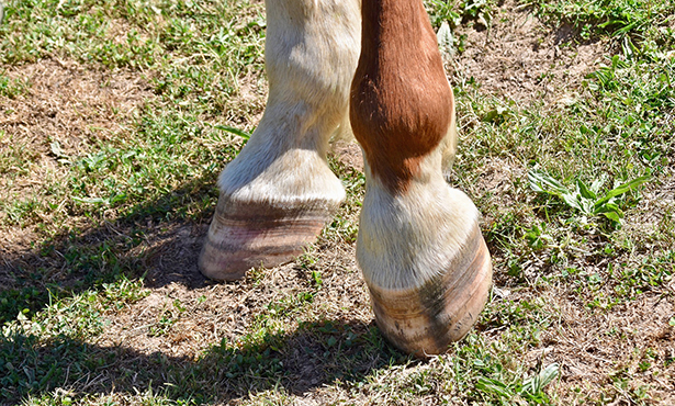 Navicular Disease in Horses 