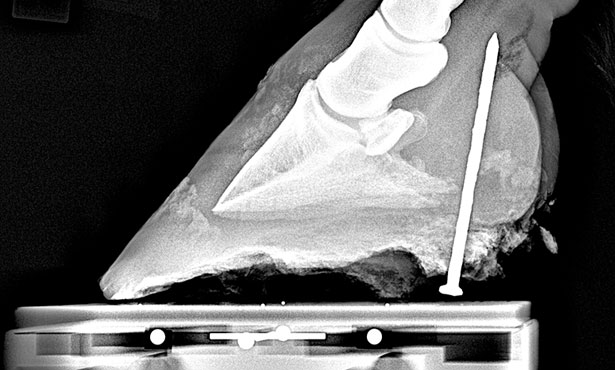 Horse x-ray with street nail