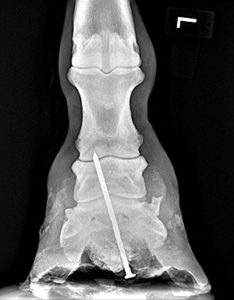 horse x-ray showing street nail