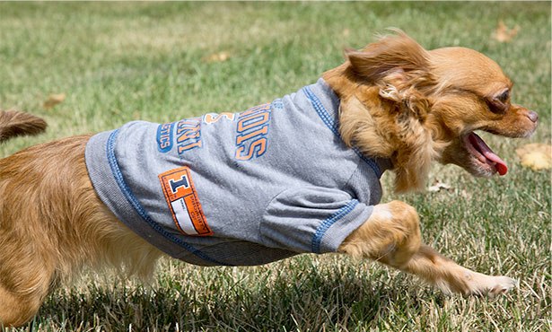[Nana the Chihuahua from Thailand cavorts in Illini garb]