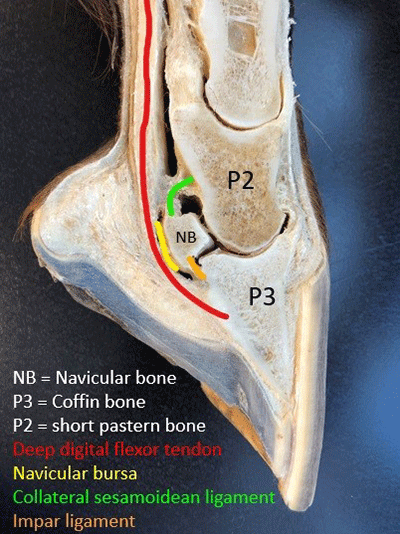 Bone navicular