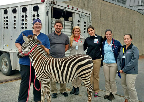 [Dr. Lindey Rothrock cared for a zebra while a fourth-year veterinary student at Illinois]